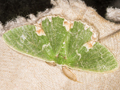 Blotched Emerald